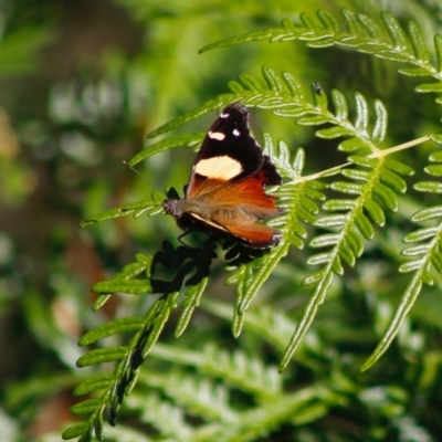 Vanessa itea (Yellow Admiral) at QPRC LGA - 27 Apr 2020 by LisaH