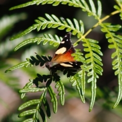 Vanessa itea at Mongarlowe, NSW - 27 Apr 2020