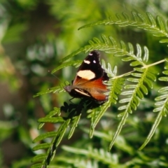 Vanessa itea at Mongarlowe, NSW - 27 Apr 2020