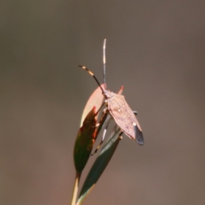 Poecilometis strigatus at Mongarlowe, NSW - 27 Apr 2020