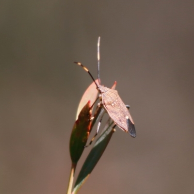 Poecilometis strigatus (Gum Tree Shield Bug) at Mongarlowe, NSW - 27 Apr 2020 by LisaH