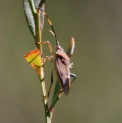 Poecilometis strigatus at Mongarlowe, NSW - 27 Apr 2020 12:57 PM