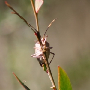 Poecilometis strigatus at Mongarlowe, NSW - 27 Apr 2020 12:57 PM