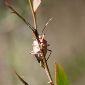 Poecilometis strigatus at Mongarlowe, NSW - 27 Apr 2020