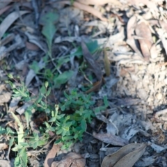 Hypericum gramineum (Small St Johns Wort) at Mongarlowe, NSW - 27 Apr 2020 by LisaH