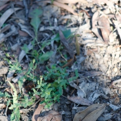 Hypericum gramineum (Small St Johns Wort) at Mongarlowe River - 27 Apr 2020 by LisaH