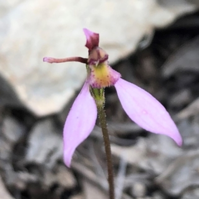 Eriochilus cucullatus (Parson's Bands) at Sutton, NSW - 28 Mar 2020 by Whirlwind