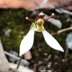 Eriochilus cucullatus at Sutton, NSW - 28 Mar 2020