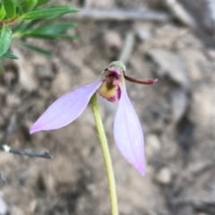 Eriochilus cucullatus at Sutton, NSW - 28 Mar 2020