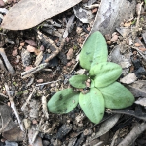 Diplodium truncatum at Sutton, NSW - 14 Apr 2020