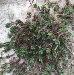 Lythrum hyssopifolia (Small Loosestrife) at Majors Creek, NSW - 27 Apr 2020 by story