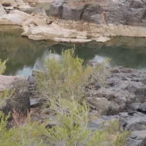 Callistemon sieberi at Paddys River, ACT - 29 Dec 2019