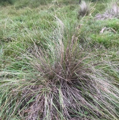 Poa labillardierei (Common Tussock Grass, River Tussock Grass) at Majors Creek, NSW - 28 Apr 2020 by story