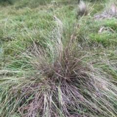 Poa labillardierei (Common Tussock Grass, River Tussock Grass) at Majors Creek, NSW - 27 Apr 2020 by story