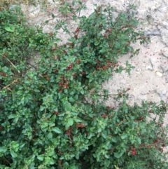 Einadia hastata (Berry Saltbush) at Majors Creek, NSW - 28 Apr 2020 by story