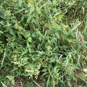 Galinsoga parviflora at Majors Creek, NSW - 28 Apr 2020