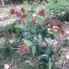 Eucalyptus (genus) (A Gum Tree) at Majors Creek, NSW - 16 Apr 2020 by story