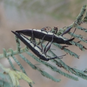 Rhinotia phoenicoptera at Paddys River, ACT - 29 Dec 2019 08:59 PM