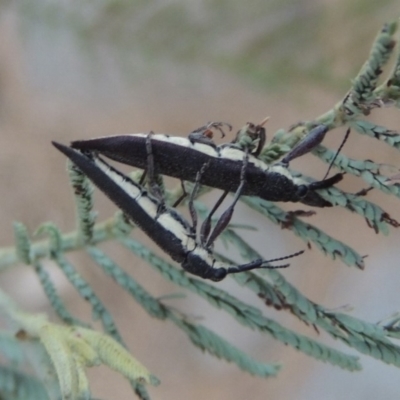 Rhinotia phoenicoptera (Belid weevil) at Paddys River, ACT - 29 Dec 2019 by michaelb