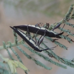 Rhinotia phoenicoptera (Belid weevil) at Bullen Range - 29 Dec 2019 by michaelb