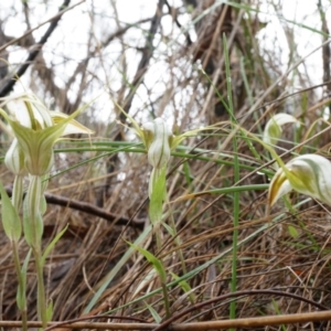 Diplodium ampliatum at Hackett, ACT - suppressed