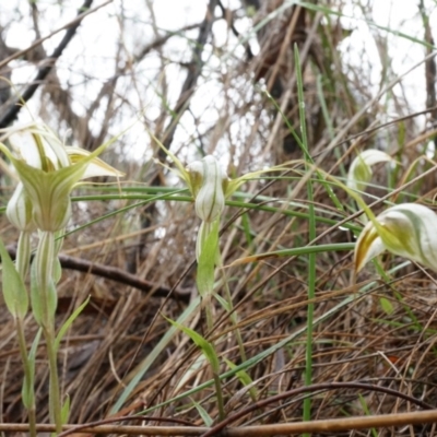 Diplodium ampliatum (Large Autumn Greenhood) at Mount Majura - 5 Apr 2014 by AaronClausen