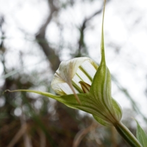 Diplodium ampliatum at Hackett, ACT - suppressed