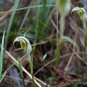 Diplodium ampliatum at Hackett, ACT - suppressed