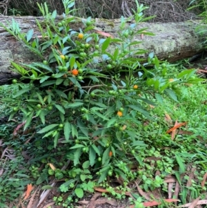 Solanum pseudocapsicum at Quaama, NSW - 5 Jan 2020