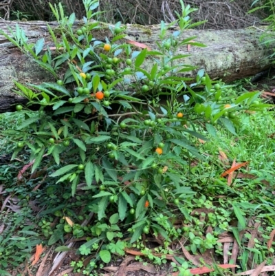 Solanum pseudocapsicum (Jerusalem Cherry, Madeira Cherry) at Quaama, NSW - 5 Jan 2020 by FionaG