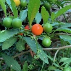 Solanum pseudocapsicum at Quaama, NSW - 5 Jan 2020