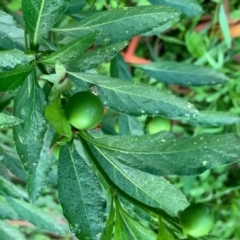 Solanum pseudocapsicum at Quaama, NSW - 5 Jan 2020