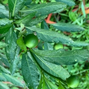 Solanum pseudocapsicum at Quaama, NSW - 5 Jan 2020