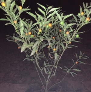 Solanum pseudocapsicum at Quaama, NSW - 5 Jan 2020