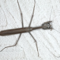 Archimantis latistyla (Stick Mantis, Large Brown Mantis) at Ainslie, ACT - 18 Dec 2019 by jbromilow50