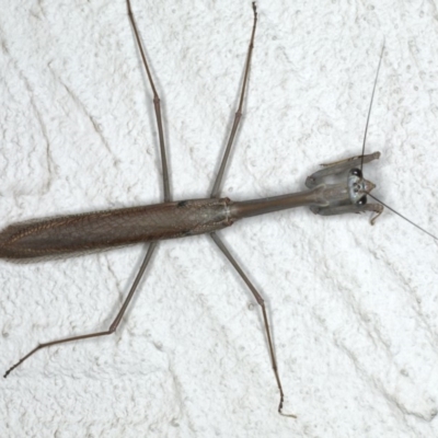 Archimantis latistyla (Stick Mantis, Large Brown Mantis) at Ainslie, ACT - 18 Dec 2019 by jb2602