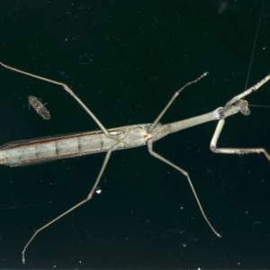 Archimantis latistyla at Ainslie, ACT - 18 Dec 2019 09:27 PM