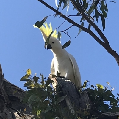 Cacatua galerita (Sulphur-crested Cockatoo) at Deakin, ACT - 28 Apr 2020 by TexanReptilian