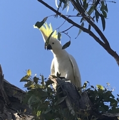 Cacatua galerita (Sulphur-crested Cockatoo) at Deakin, ACT - 27 Apr 2020 by TexanReptilian