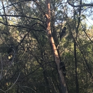 Zanda funerea at Deakin, ACT - 28 Apr 2020