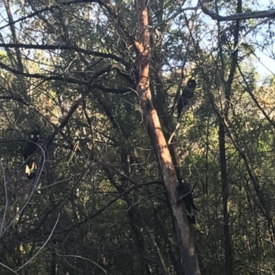 Zanda funerea (Yellow-tailed Black-Cockatoo) at Deakin, ACT - 28 Apr 2020 by TexanReptilian