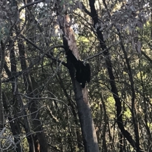 Zanda funerea at Deakin, ACT - 28 Apr 2020