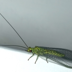 Calochrysa extranea (A green lacewing) at Ainslie, ACT - 18 Dec 2019 by jb2602