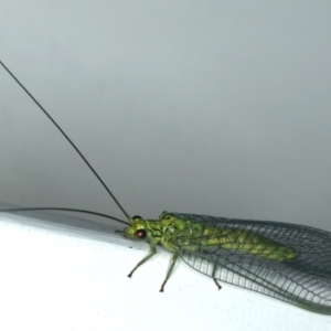 Calochrysa extranea at Ainslie, ACT - 18 Dec 2019