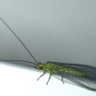 Calochrysa extranea (A green lacewing) at Ainslie, ACT - 18 Dec 2019 by jbromilow50