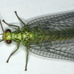 Calochrysa extranea at Ainslie, ACT - 18 Dec 2019