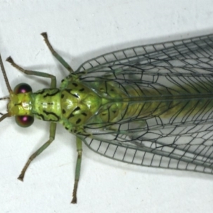 Calochrysa extranea at Ainslie, ACT - 18 Dec 2019