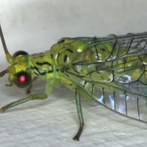 Calochrysa extranea at Ainslie, ACT - 18 Dec 2019 10:25 PM