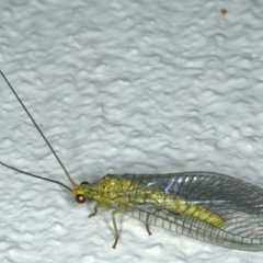 Calochrysa extranea at Ainslie, ACT - 18 Dec 2019