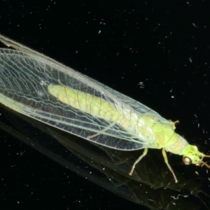 Mallada signatus at Ainslie, ACT - 18 Dec 2019 10:22 PM